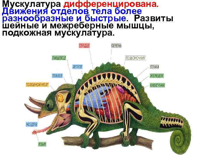 Мускулатура дифференцирована. Движения отделов тела более разнообразные и быстрые. Развиты шейные и межреберные мышцы,