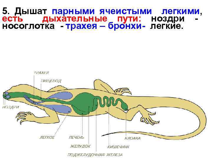 Сравните строение дыхательной системы рептилий и. Дыхательная система пресмыкающихся. Дыхательная система рептилий. Органы дыхательной системы пресмыкающихся. Система дыхания пресмыкающихся.
