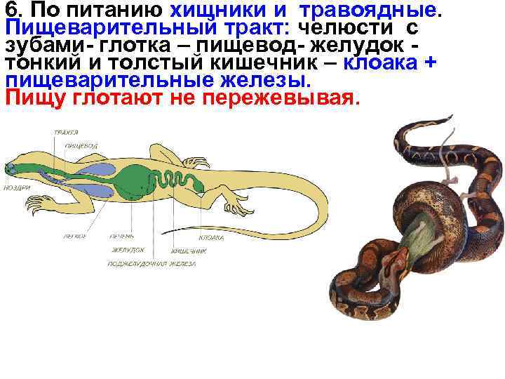 6. По питанию хищники и травоядные. Пищеварительный тракт: челюсти с зубами- глотка – пищевод-