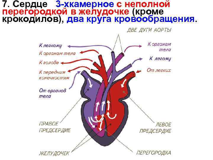 Сердце амфибий круги кровообращения. Неполная перегородка в желудочке сердца. 3-Х камерное сердце у человека. 4х камерное сердце. Сердце с неполной перегородкой.
