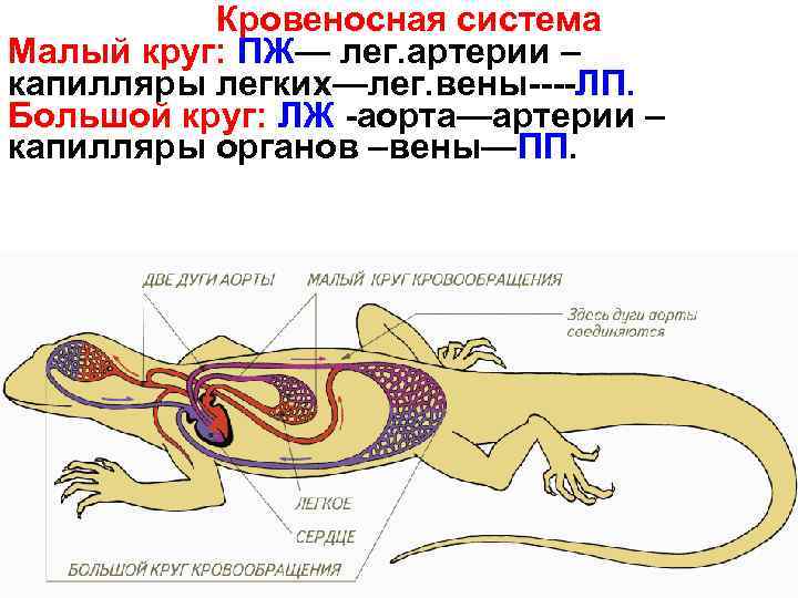 Кровеносная система Малый круг: ПЖ— лег. артерии – капилляры легких—лег. вены----ЛП. Большой круг: ЛЖ