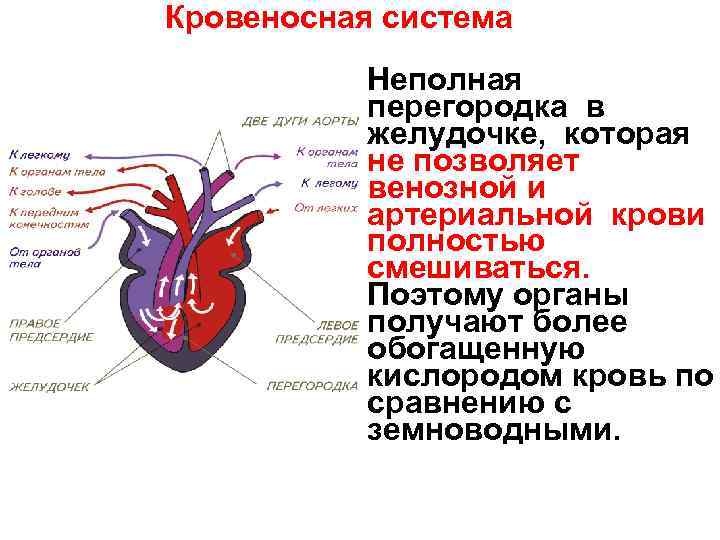 Кровеносная система Неполная перегородка в желудочке, которая не позволяет венозной и артериальной крови полностью