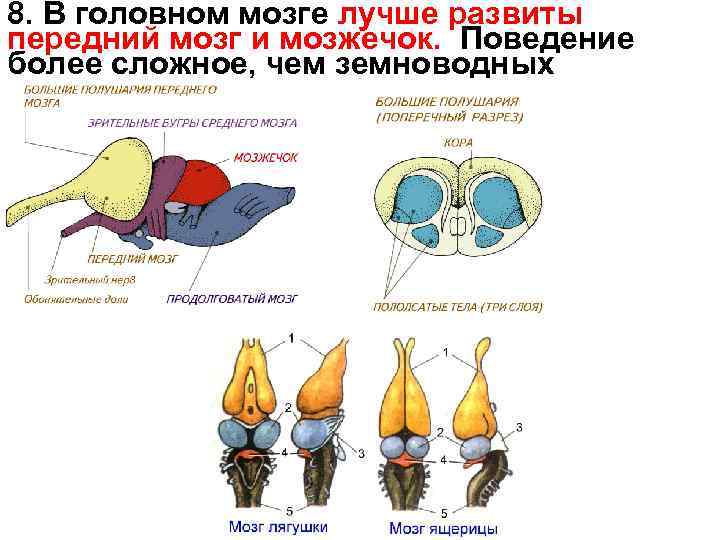 8. В головном мозге лучше развиты передний мозг и мозжечок. Поведение более сложное, чем
