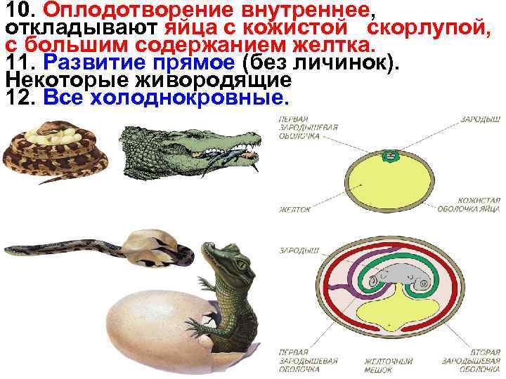 10. Оплодотворение внутреннее, откладывают яйца с кожистой скорлупой, с большим содержанием желтка. 11. Развитие