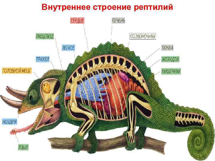 Внутреннее строение рептилий 