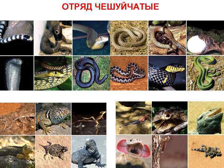 ОТРЯД ЧЕШУЙЧАТЫЕ 