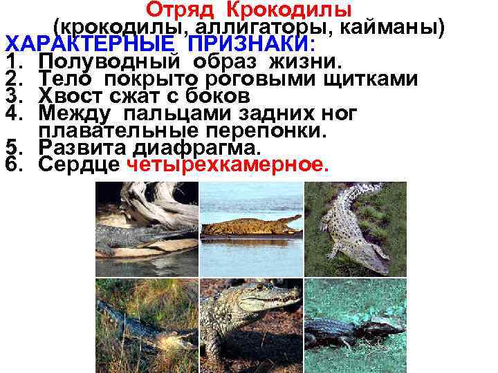 Отряд Крокодилы (крокодилы, аллигаторы, кайманы) ХАРАКТЕРНЫЕ ПРИЗНАКИ: 1. Полуводный образ жизни. 2. Тело покрыто