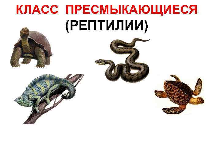 КЛАСС ПРЕСМЫКАЮЩИЕСЯ (РЕПТИЛИИ) 
