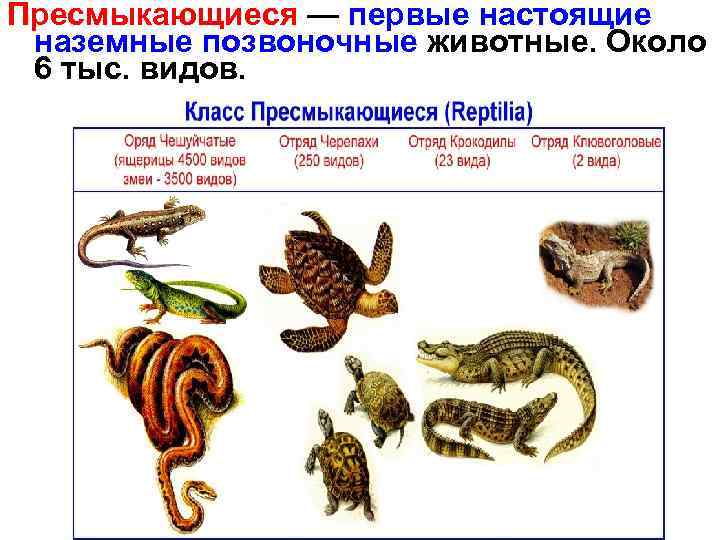Пресмыкающиеся — первые настоящие наземные позвоночные животные. Около 6 тыс. видов. 