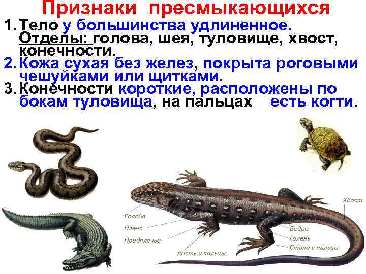 Признаки пресмыкающихся 1. Тело у большинства удлиненное. Отделы: голова, шея, туловище, хвост, конечности. 2.