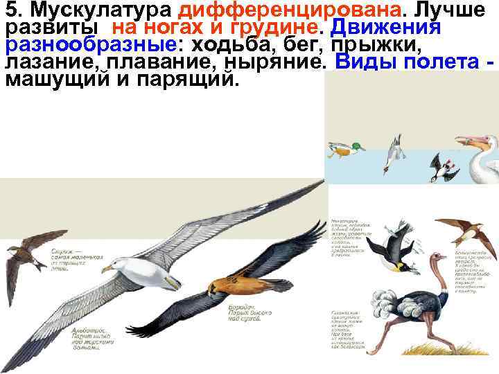 5. Мускулатура дифференцирована. Лучше развиты на ногах и грудине. Движения разнообразные: ходьба, бег, прыжки,