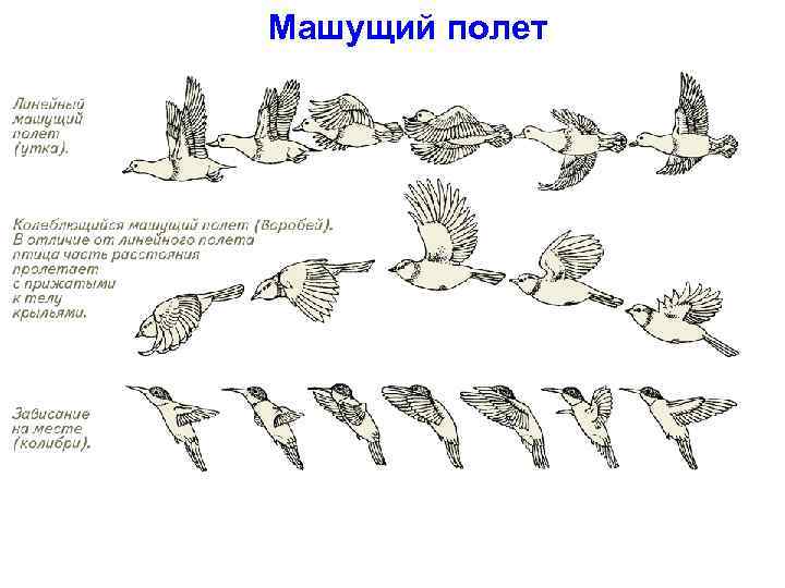 Машущий полет 