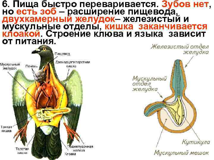 6. Пища быстро переваривается. Зубов нет, но есть зоб – расширение пищевода, двухкамерный желудок–