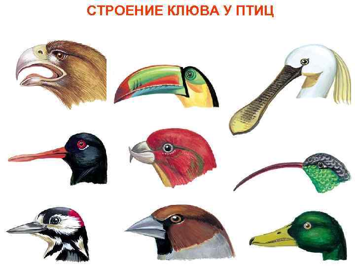 СТРОЕНИЕ КЛЮВА У ПТИЦ 