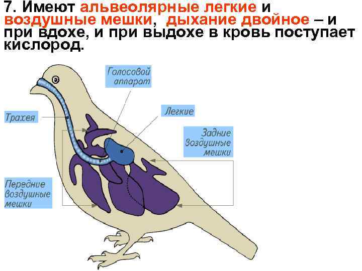 7. Имеют альвеолярные легкие и воздушные мешки, дыхание двойное – и при вдохе, и