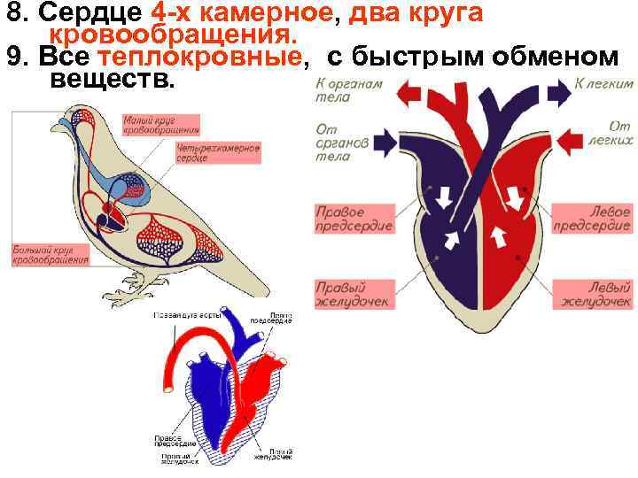 Схема кровообращения пресмыкающихся