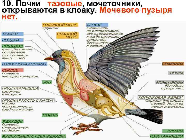 10. Почки тазовые, мочеточники, открываются в клоаку. Мочевого пузыря нет. 
