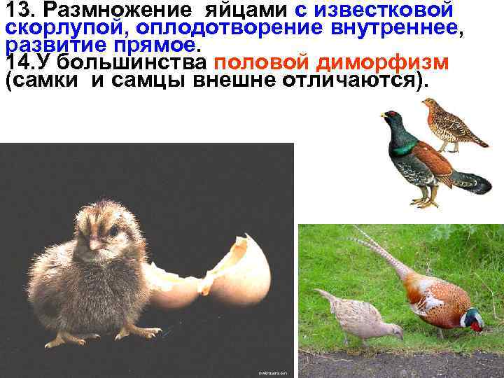 13. Размножение яйцами с известковой скорлупой, оплодотворение внутреннее, развитие прямое. 14. У большинства половой