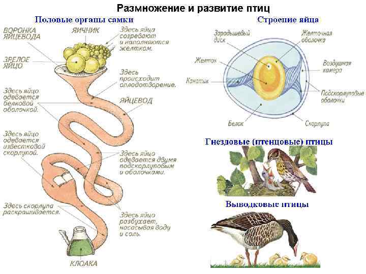 Половые клетки земноводных. Репродуктивная система птиц схема. Система размножения птиц. Система органов размножения птиц. Размножение и развитие птиц строение яйца.