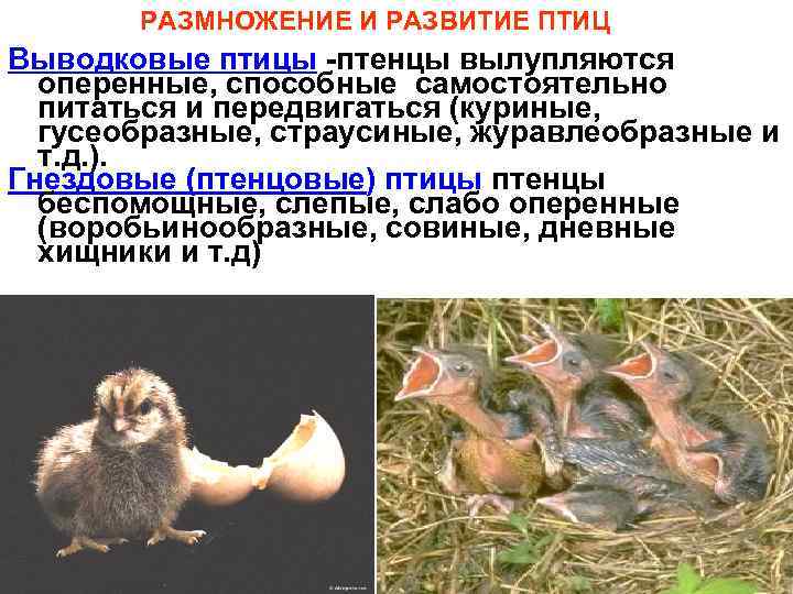 РАЗМНОЖЕНИЕ И РАЗВИТИЕ ПТИЦ Выводковые птицы -птенцы вылупляются оперенные, способные самостоятельно питаться и передвигаться