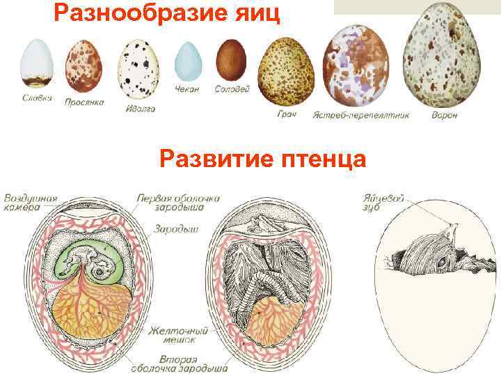 Разнообразие яиц Развитие птенца 