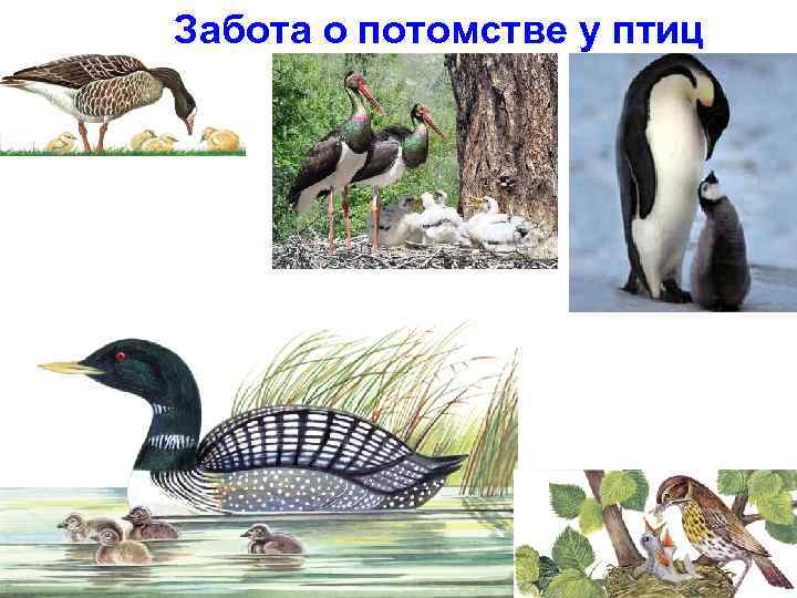 Забота о потомстве у птиц 