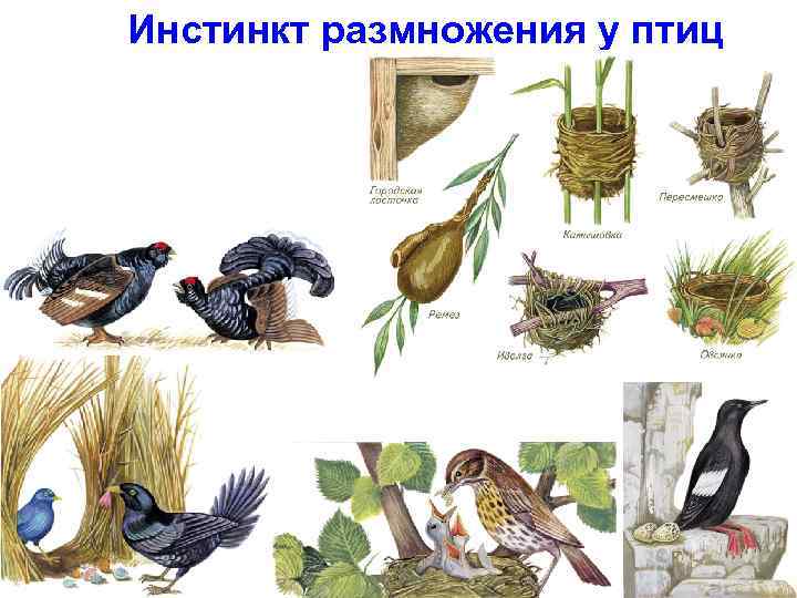 Инстинкт размножения у птиц 