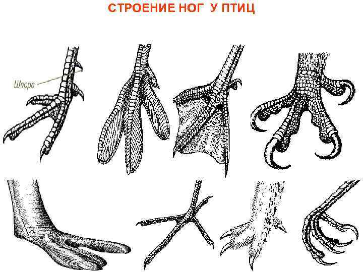 СТРОЕНИЕ НОГ У ПТИЦ 