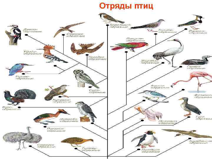 Презентация отряды птиц 7 класс