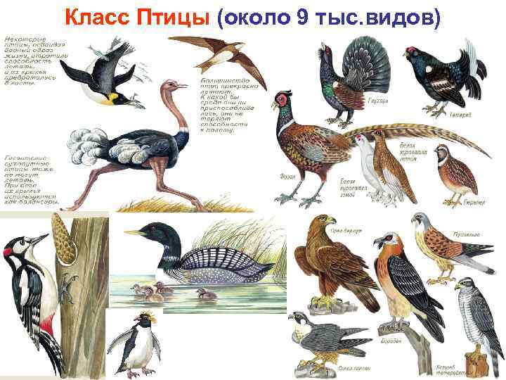 Класс Птицы (около 9 тыс. видов) 