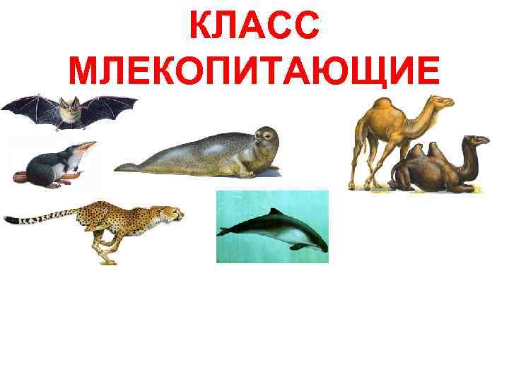 КЛАСС МЛЕКОПИТАЮЩИЕ 