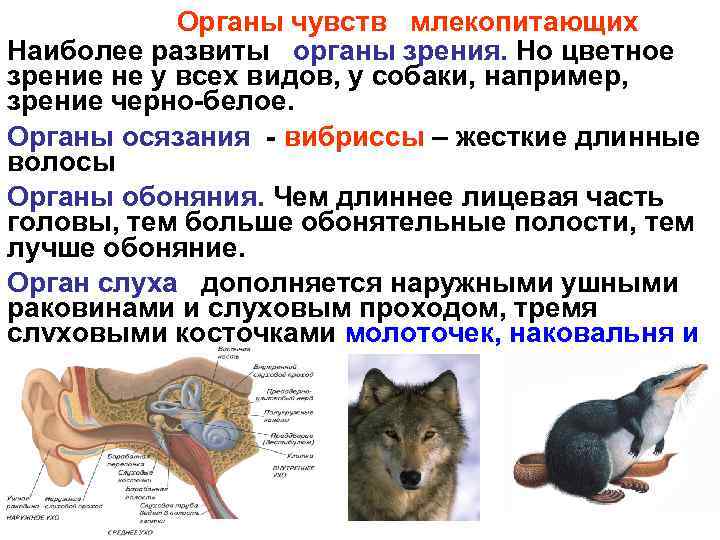 Органы чувств млекопитающих Наиболее развиты органы зрения. Но цветное зрение не у всех видов,