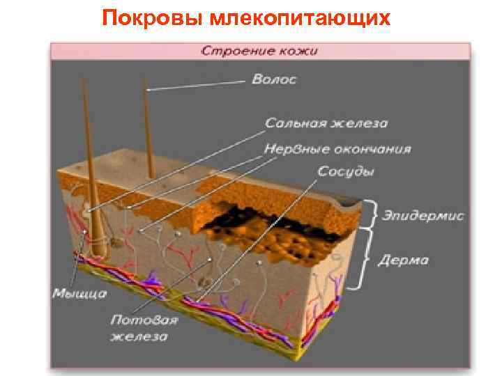 Покровы млекопитающих 