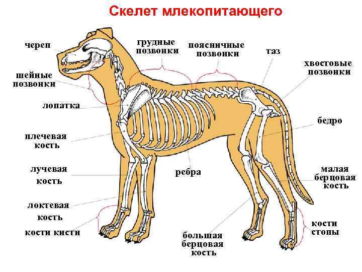 Скелет млекопитающего череп грудные поясничные позвонки шейные позвонки таз хвостовые позвонки лопатка бедро плечевая