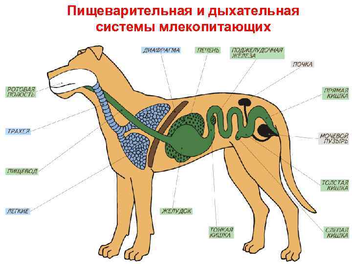 Пищеварительная и дыхательная системы млекопитающих 