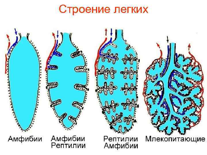 Строение легких 