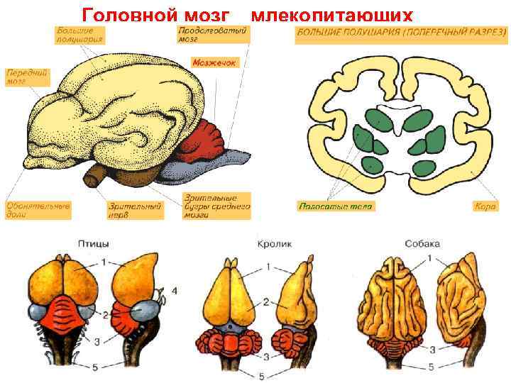 Головной мозг млекопитающих 