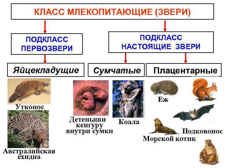 КЛАСС МЛЕКОПИТАЮЩИЕ (ЗВЕРИ) ПОДКЛАСС ПЕРВОЗВЕРИ Яйцекладущие ПОДКЛАСС НАСТОЯЩИЕ ЗВЕРИ Сумчатые Еж Утконос Детеныши Коала