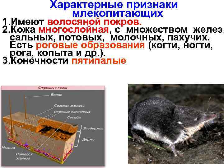 Характерные признаки млекопитающих 1. Имеют волосяной покров. 2. Кожа многослойная, с множеством желез: сальных,