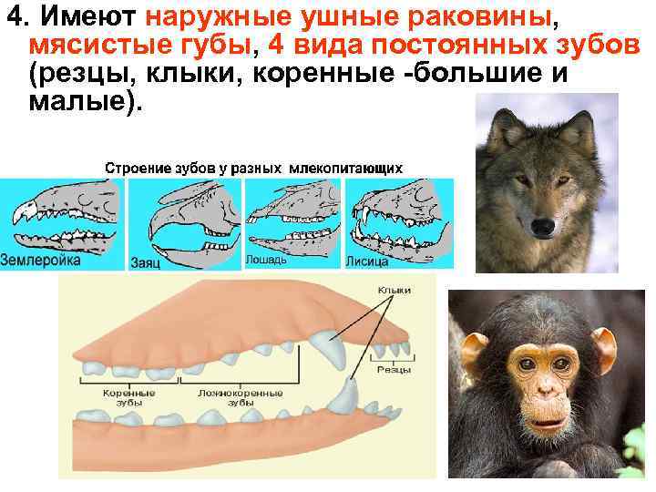 4. Имеют наружные ушные раковины, мясистые губы, 4 вида постоянных зубов (резцы, клыки, коренные