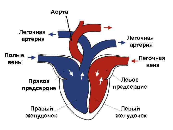 Аорта Легочная артерия Полые вены Легочная артерия Легочная вена Правое предсердие Левое предсердие Правый