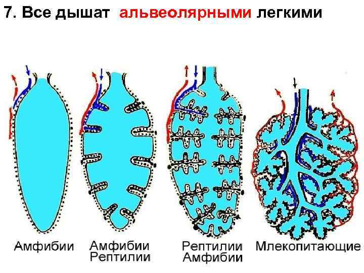 7. Все дышат альвеолярными легкими 