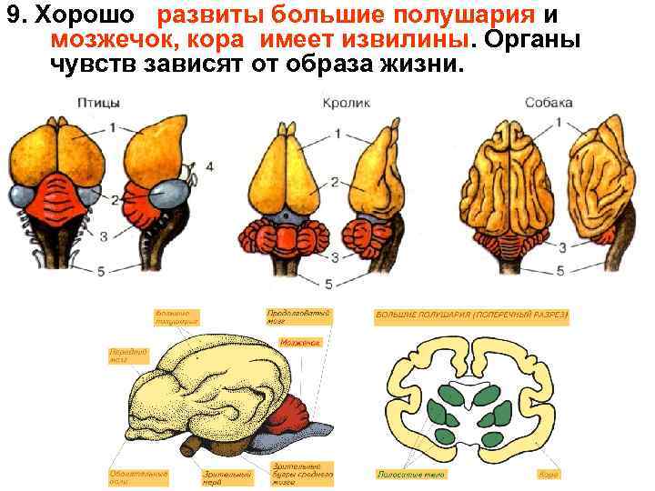 9. Хорошо развиты большие полушария и мозжечок, кора имеет извилины. Органы чувств зависят от