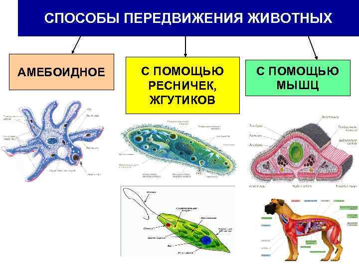 Рассмотрите рисунки подпишите названия видов животных и способ их передвижения выбрав последний