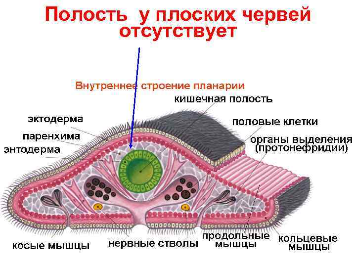 Вторичная полость тела рисунок