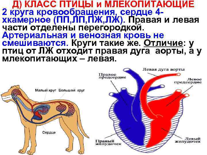 Круги кровообращения у птиц