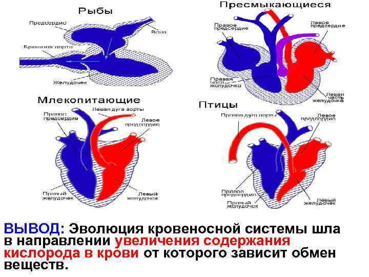 ВЫВОД: Эволюция кровеносной системы шла в направлении увеличения содержания кислорода в крови от которого