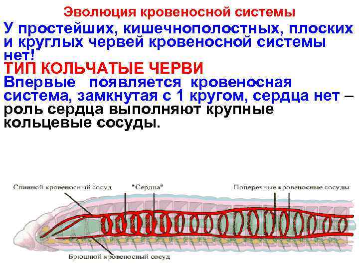 Эволюция кровеносной системы У простейших, кишечнополостных, плоских и круглых червей кровеносной системы нет! ТИП
