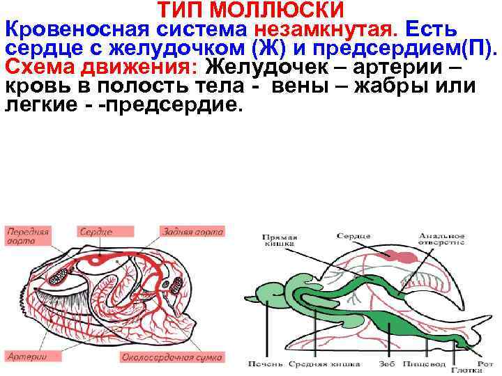 ТИП МОЛЛЮСКИ Кровеносная система незамкнутая. Есть сердце с желудочком (Ж) и предсердием(П). Схема движения: