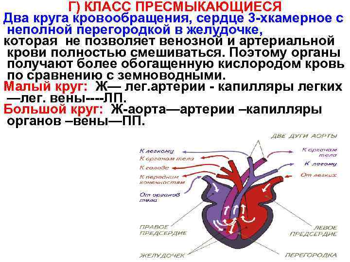 Сердце пресмыкающего